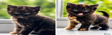 British Shorthair 4