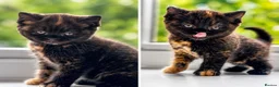 British Shorthair cats for sale: Beautiful British Shorthair Kittens  in Derby - Advert 4