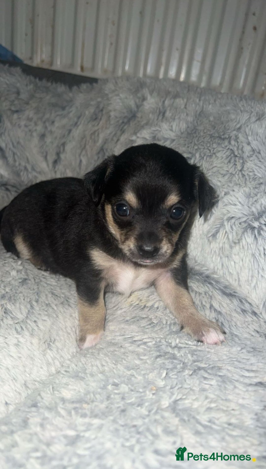 Chihuahua dogs for sale: Chihuahua Puppies  - Advert 3