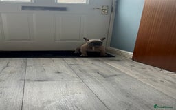 French Bulldog dogs for sale: Male French bulldog  - Image 3