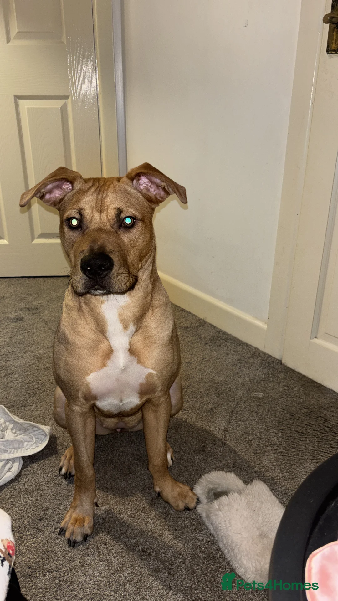 Mixed Breed dogs for sale: Cane corso x American bulldog pup - Advert 2