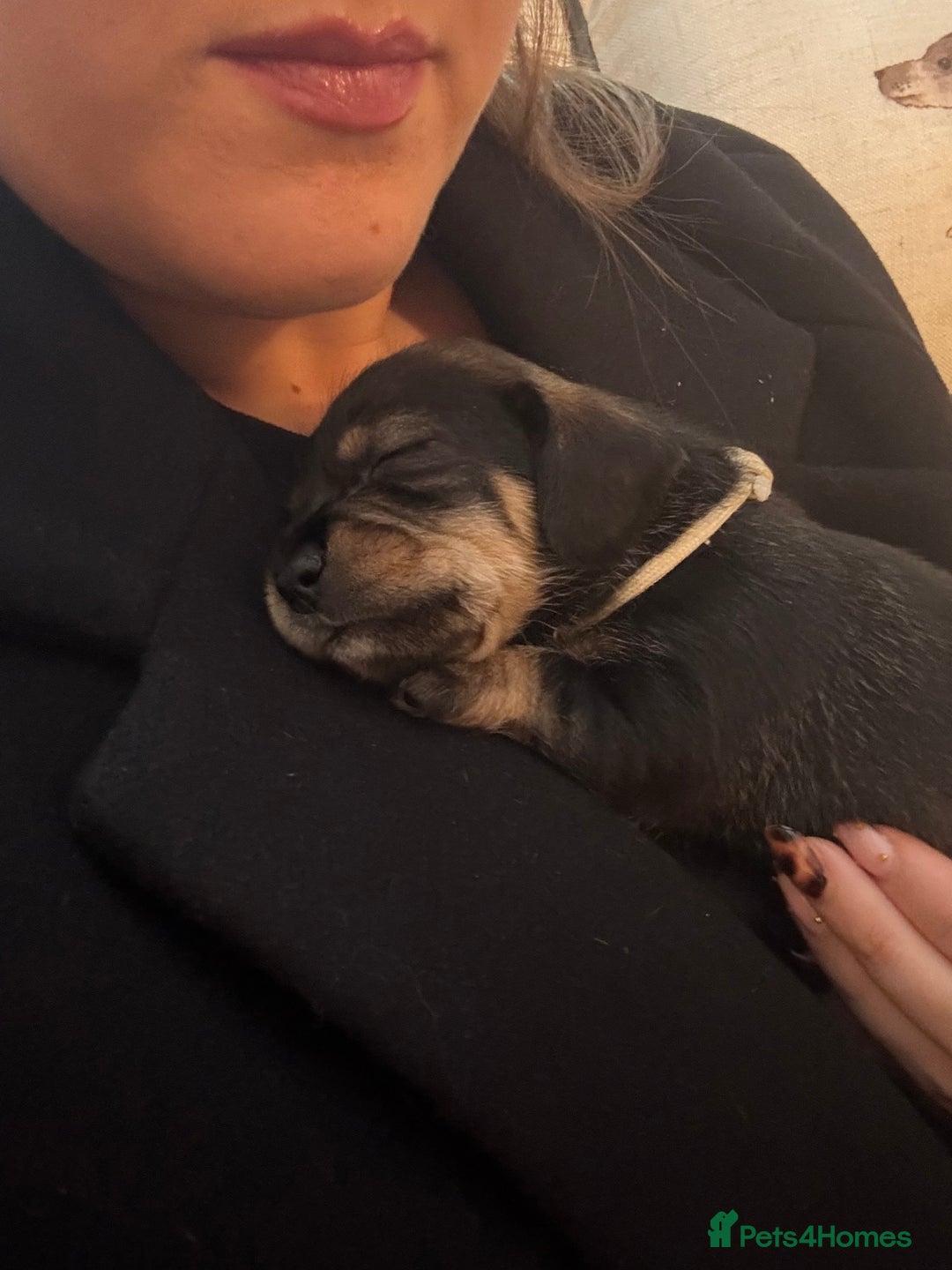 Dachshund dogs for sale: Tekel (wire haired dachshund) puppies for sale  - Image 4