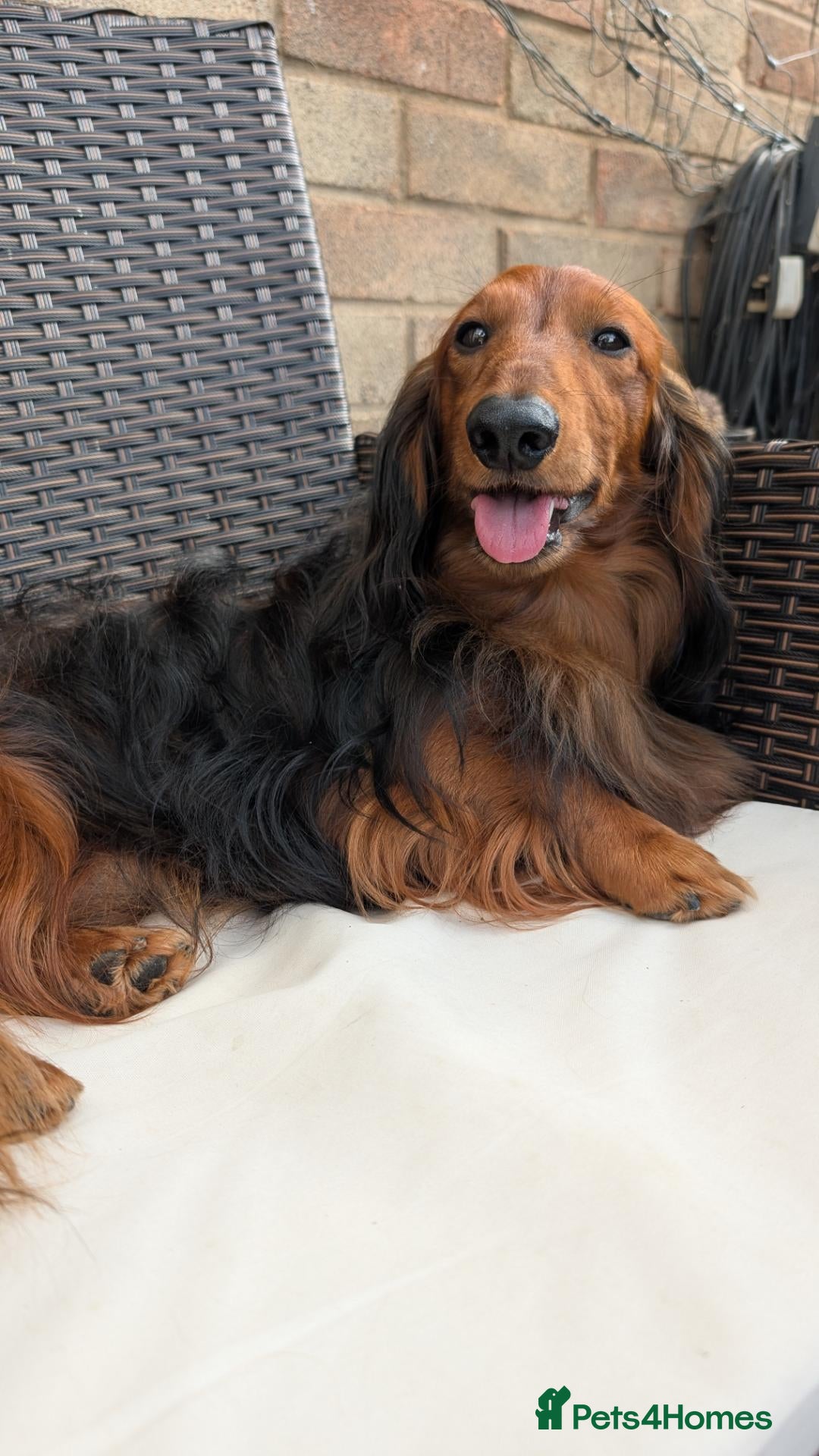 Dachshund dogs for stud: Miniature Long Haired Dachshund PRA 1 Clear KC reg - Advert 1