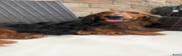 Dachshund dogs for stud: Miniature Long Haired Dachshund PRA 1 Clear KC reg - Advert 1