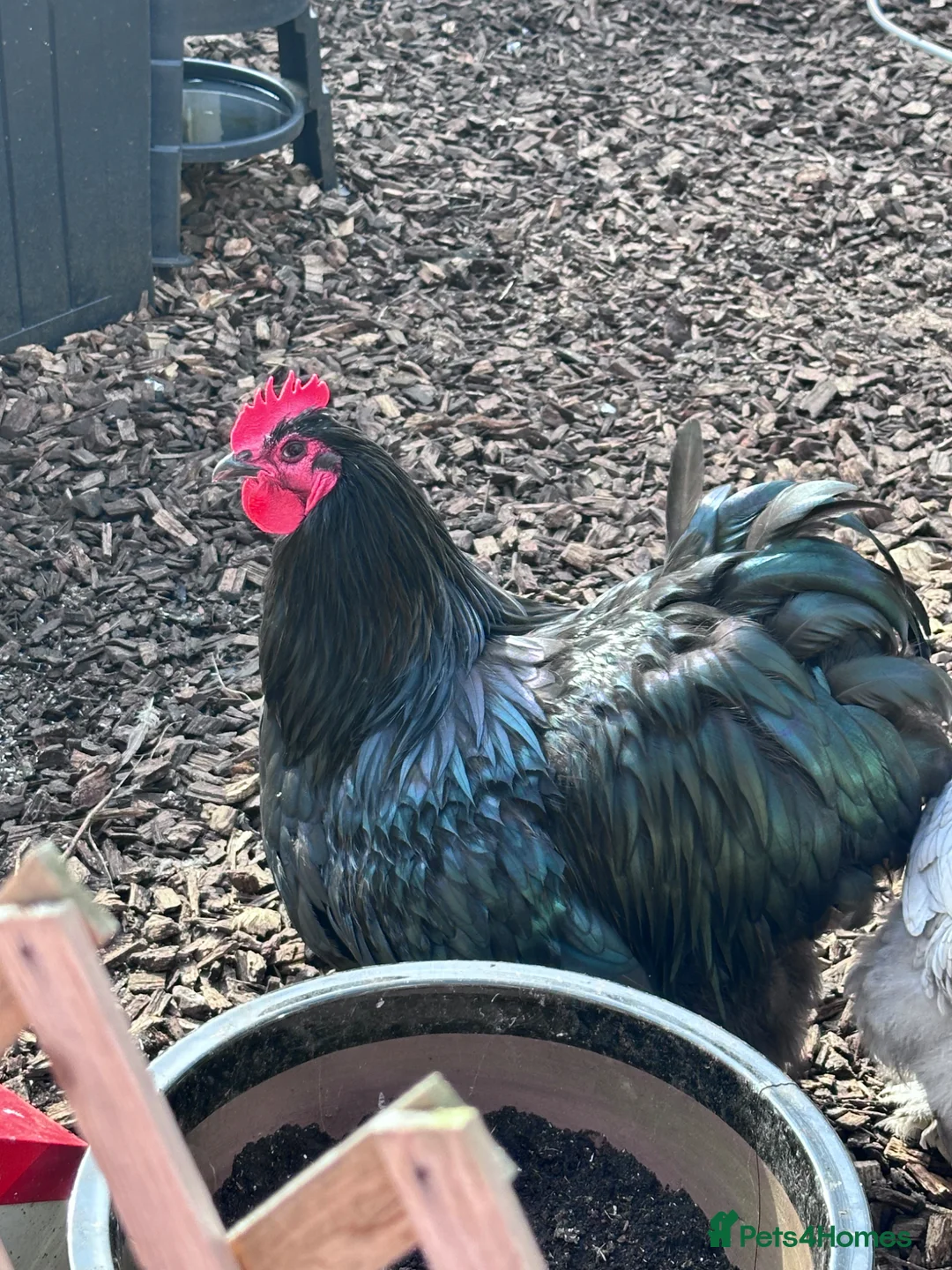 Chickens poultry for sale: Black cockerel  - Advert 1