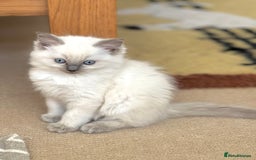 Ragdoll cats for sale:  Beautiful Blue colour point Ragdoll kittens   - Image 8