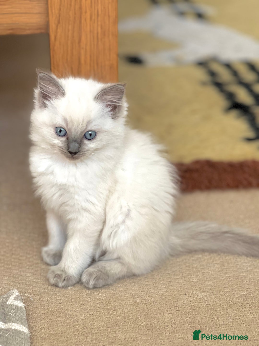 Ragdoll cats for sale:  Beautiful Blue colour point Ragdoll kittens   - Image 8