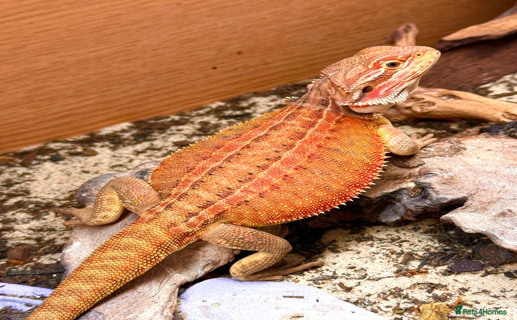 Bearded Dragon reptiles - Advert 10