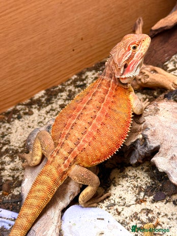 Bearded Dragon reptiles - Advert 2