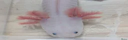 Axolotl reptiles for sale: Junior Axolotls - AVAILABLE NOW - Advert 6