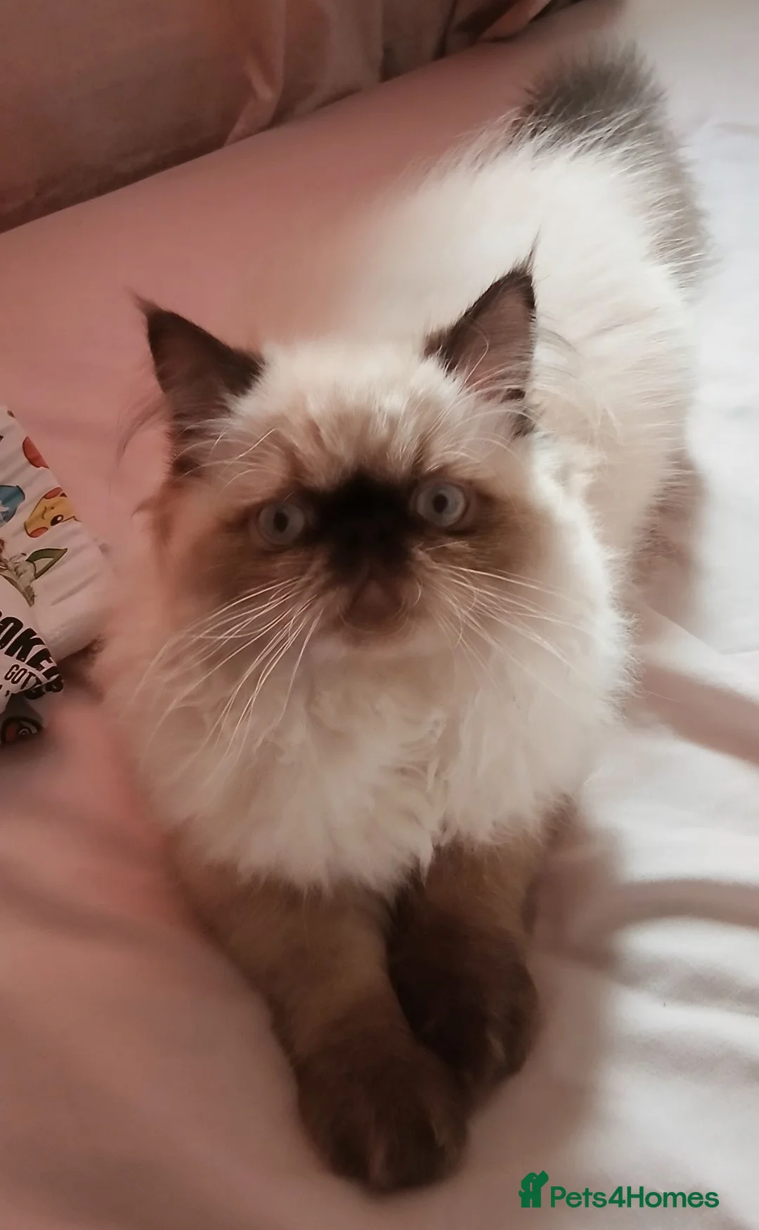 Persian cats for sale: Persian male, 4 months old - Advert 2