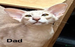 Oriental cats for sale: GCCF Oriental - Image 4