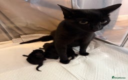 British Shorthair cats for sale: 4 beautiful Black shorthair girls  - Image 5