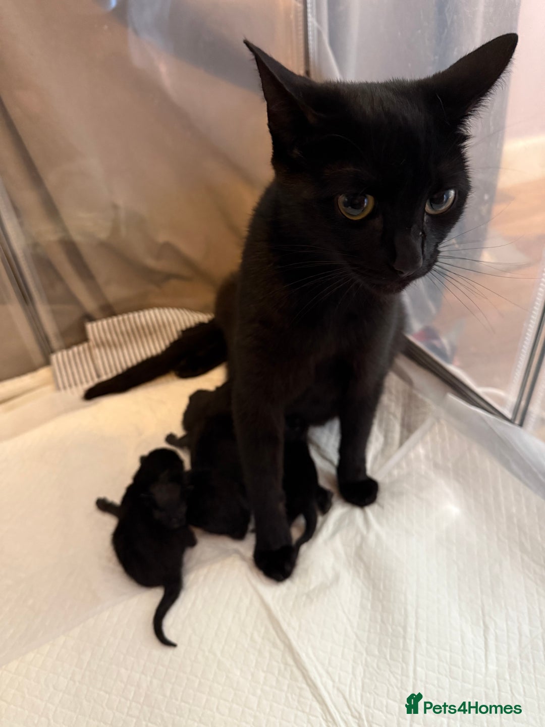 British Shorthair cats for sale: 4 beautiful Black shorthair girls  - Image 5