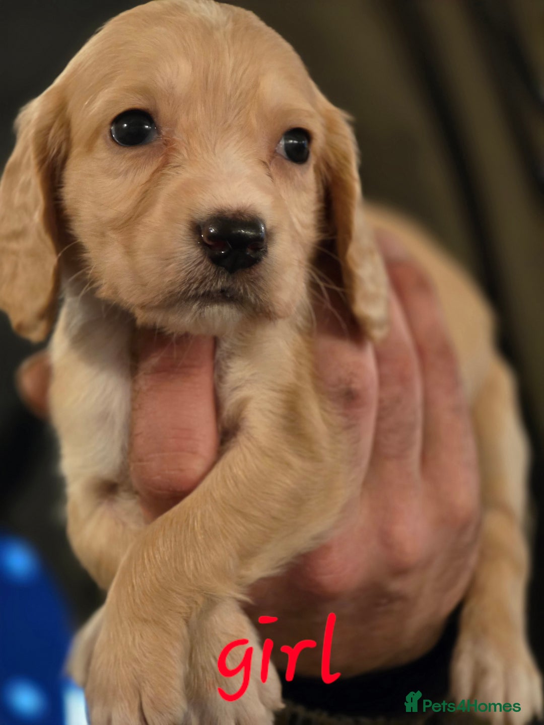 Cocker Spaniel dogs for sale: A stunning litter of cocker spaniel puppies  - Advert 3