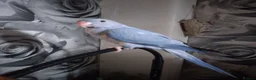 Ringnecks birds for sale: Ringneck  - Advert 5