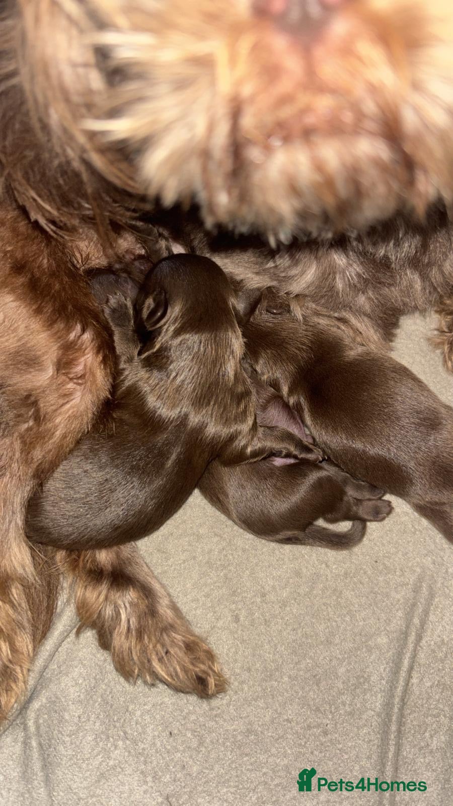 Shih Tzu dogs Chocolate brown imperial shitzu pups for sale - Advert 4