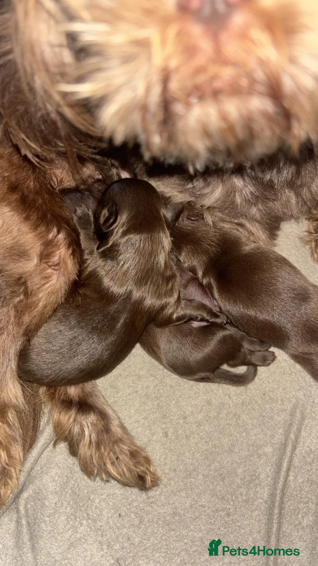 Shih Tzu dogs for sale: Chocolate brown imperial shitzu pups for sale - Advert 1