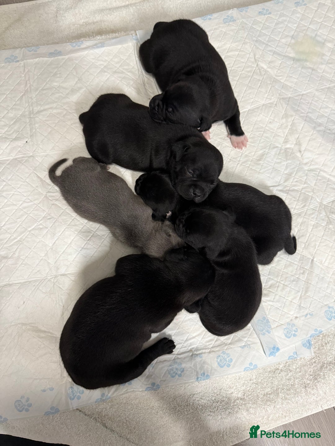 Staffordshire Bull Terrier dogs for sale: Staffordshire bull terrier puppies kc papered - Advert 18