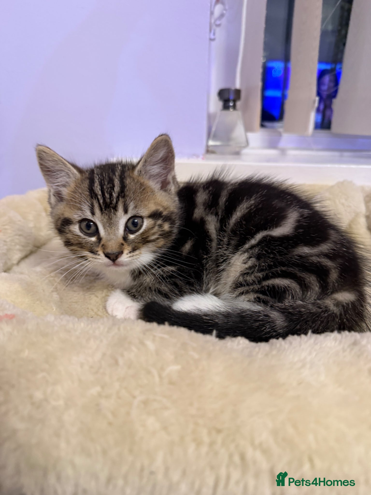 Mixed Breed cats 1 male mixed ragdoll kitten left  - Advert 8