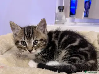 Mixed Breed cats 1 male mixed ragdoll kitten left - Advert 8