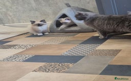 Ragdoll cats for sale: 4 ragdolls ready to leave now  - Image 31