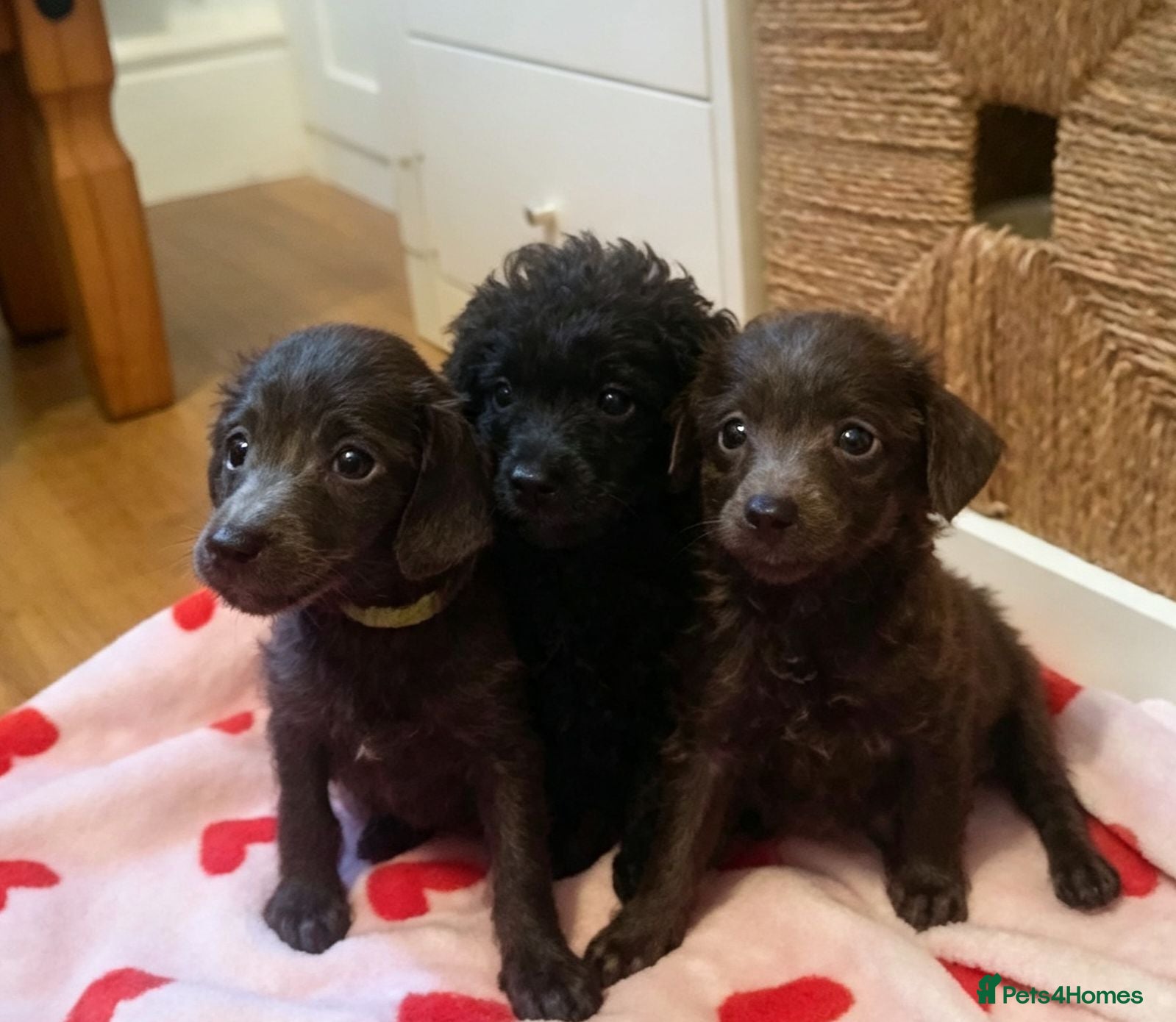 Toy Poodle dogs 🥰 New pictures added 🥰 - Advert 12