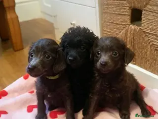 Toy Poodle dogs 🥰 New pictures added 🥰 - Advert 12