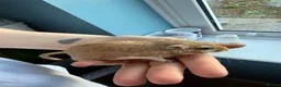 Gerbil rodents for sale: Female gerbil  - Advert 2