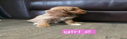Cockapoo dogs for sale: Adorable F1 Cockapoo pups ♥️🐕🐾 in Bury Saint Edmunds - Advert 14