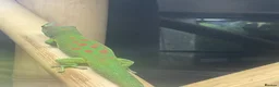 Mixed Breed reptiles for sale: Reptiles for sale in Taunton - Advert 13