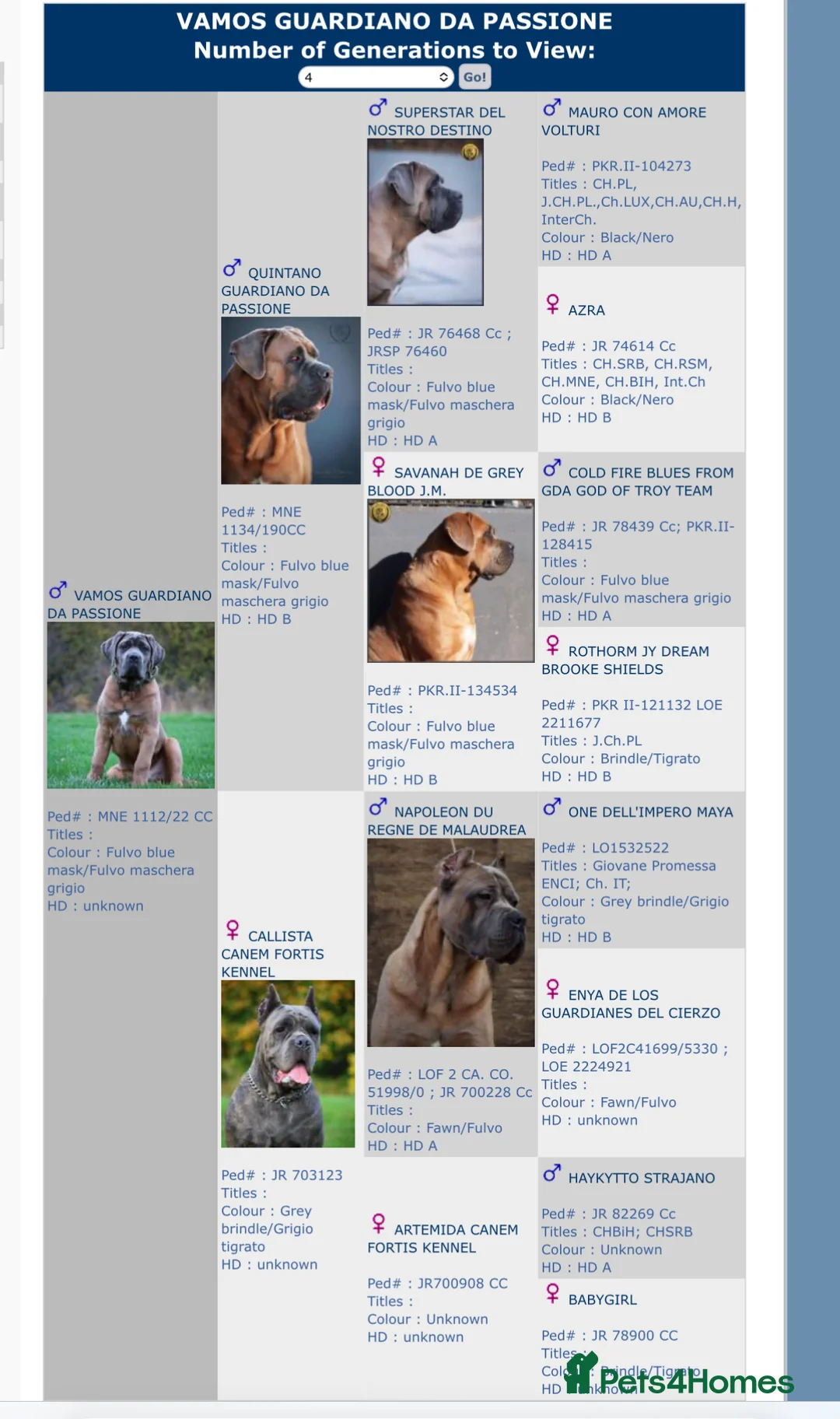 Cane Corso dogs for stud: *HEATH TESTED* Stud available CLIFFORD  - Advert 7