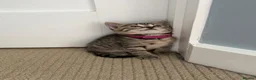 Mixed Breed cats for sale: Beautiful kittens  - Advert 14