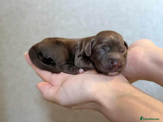 Cocker Spaniel dogs ✨ LAST Kc Reg Working Cocker Spaniel Puppies - Advert 4