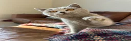 British Shorthair cats for sale: Friendly pure bred British Shorthair Kittens - Advert 9