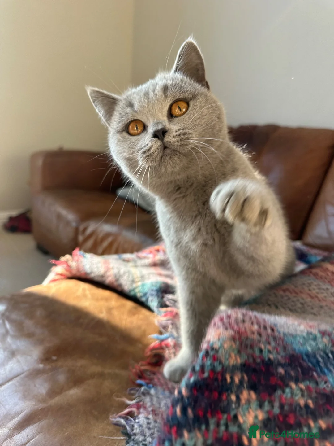 British Shorthair cats for sale: Friendly pure bred British Shorthair Kittens - Advert 9