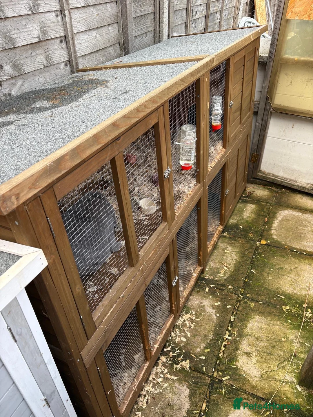 Mini Lop rabbits for sale: Male Rabbit for Sale  - Advert 5