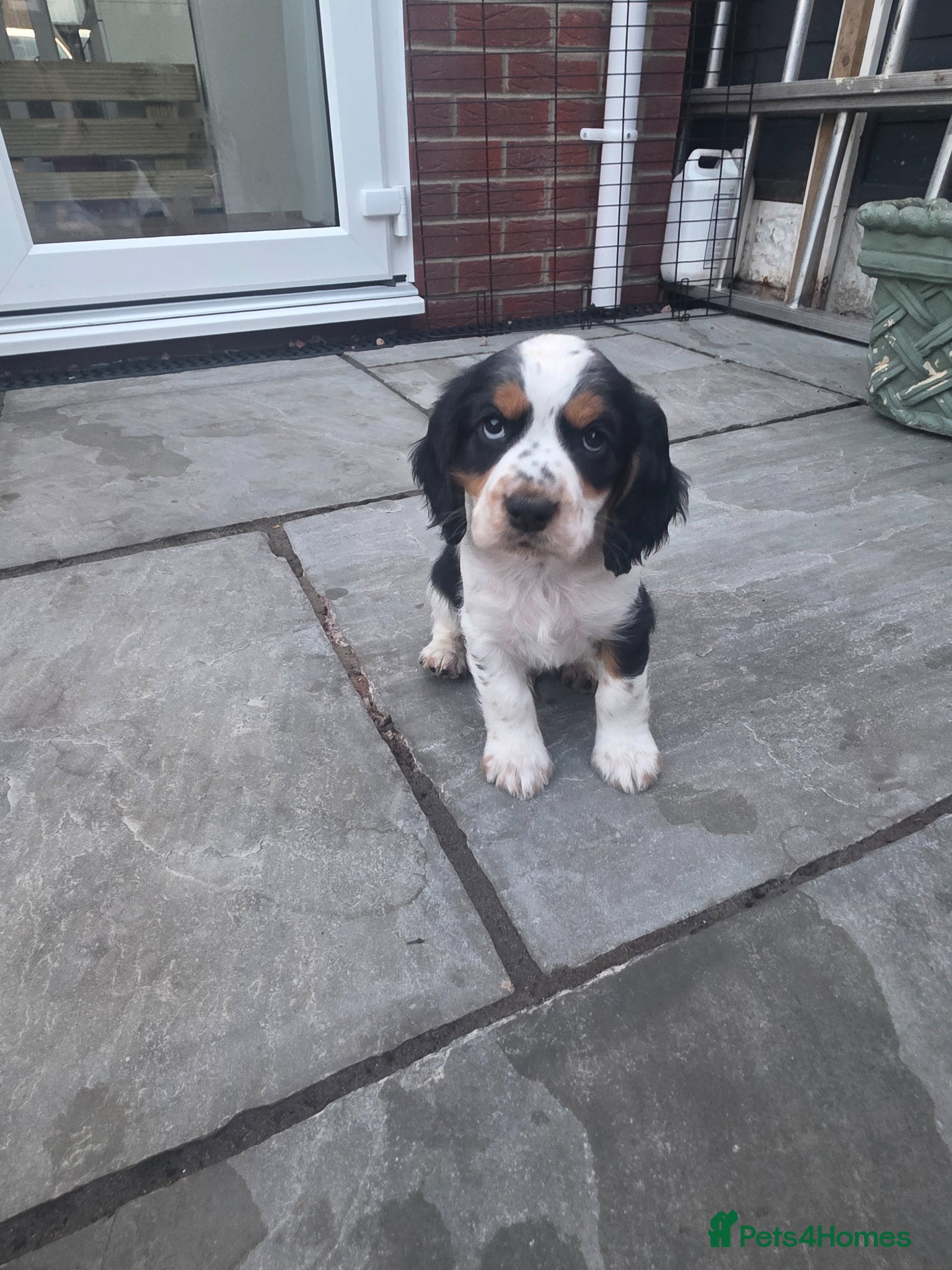 Cocker Spaniel dogs Stunning tri colour cocker boy avalible  - Advert 1