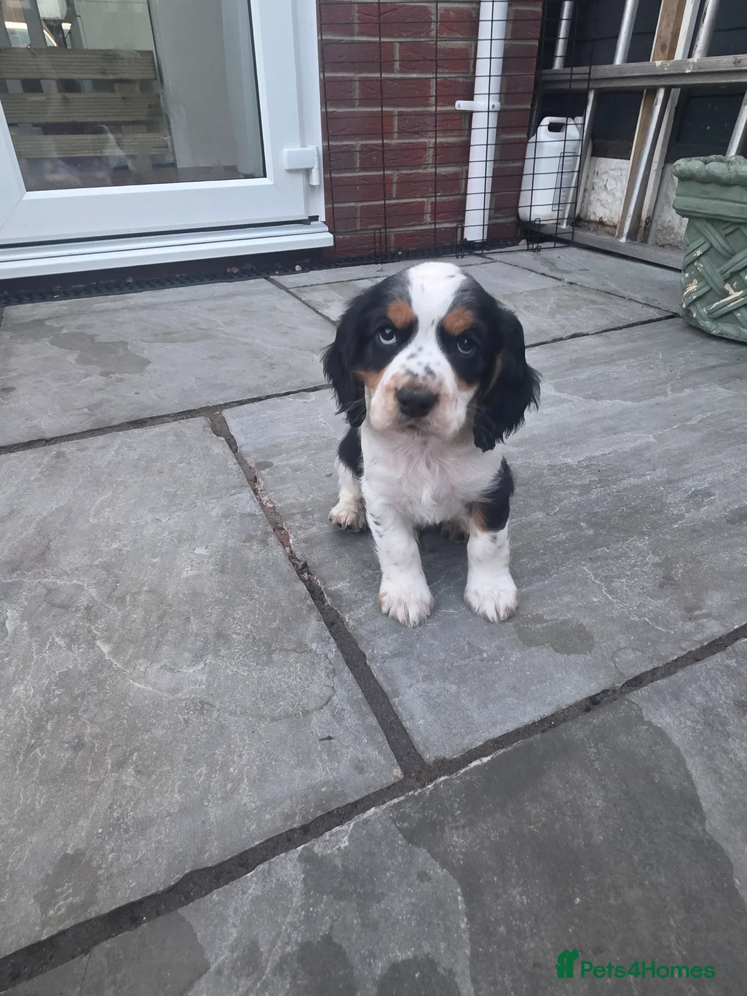 Cocker Spaniel dogs for sale: Stunning tri colour cocker boy avalible  - Advert 1
