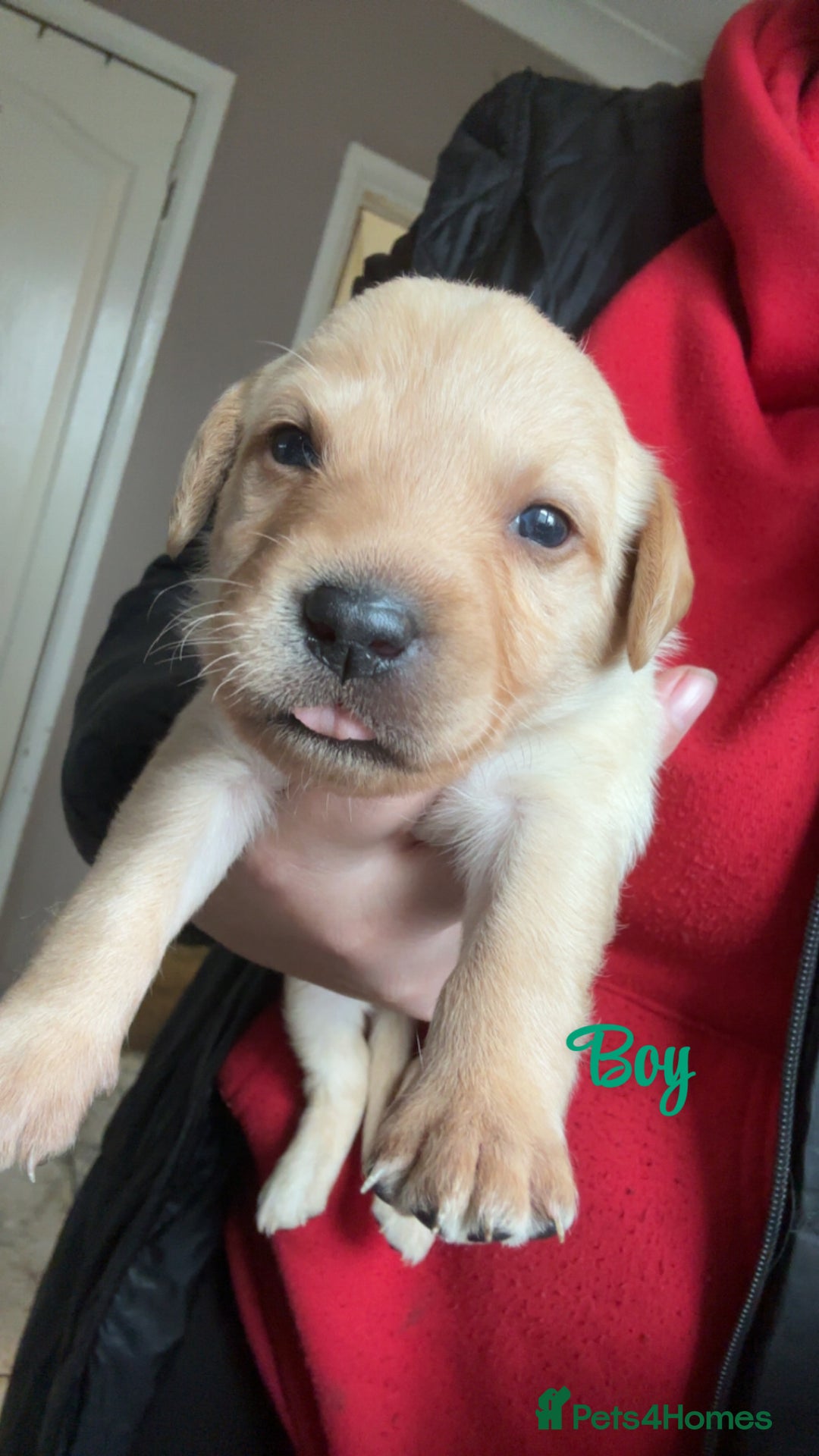 Labrador Retriever dogs for sale: Kc Labrador Puppies - Advert 5