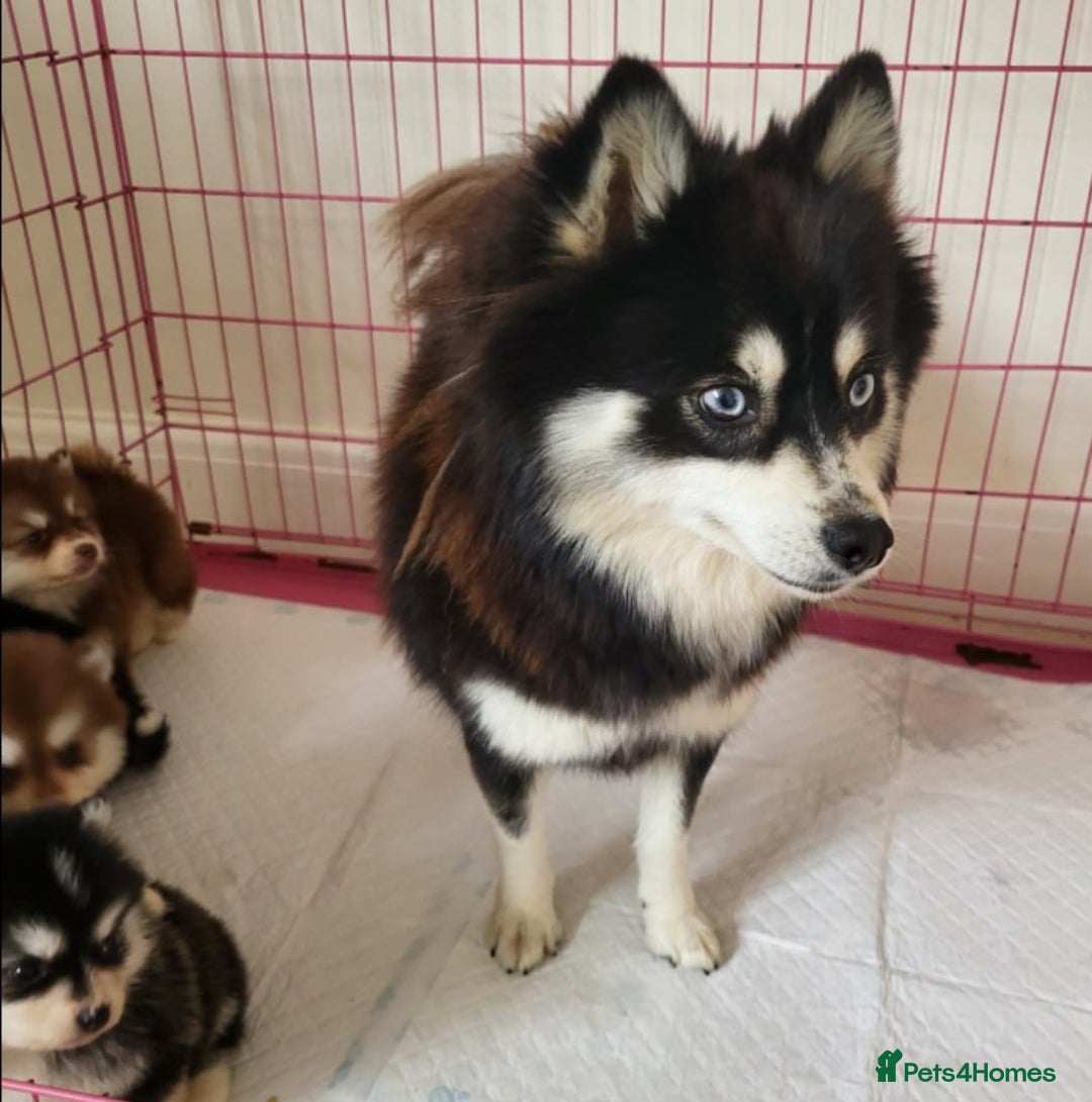Pomsky dogs for sale:  toy size multi-generational pomsky puppies  - Image 18