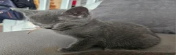 Russian Blue cats for sale: Russian Blue kittens 😸  - Advert 10