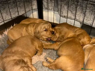 Golden Retriever dogs Stunning Dark Red Retriever Pups - Advert 6