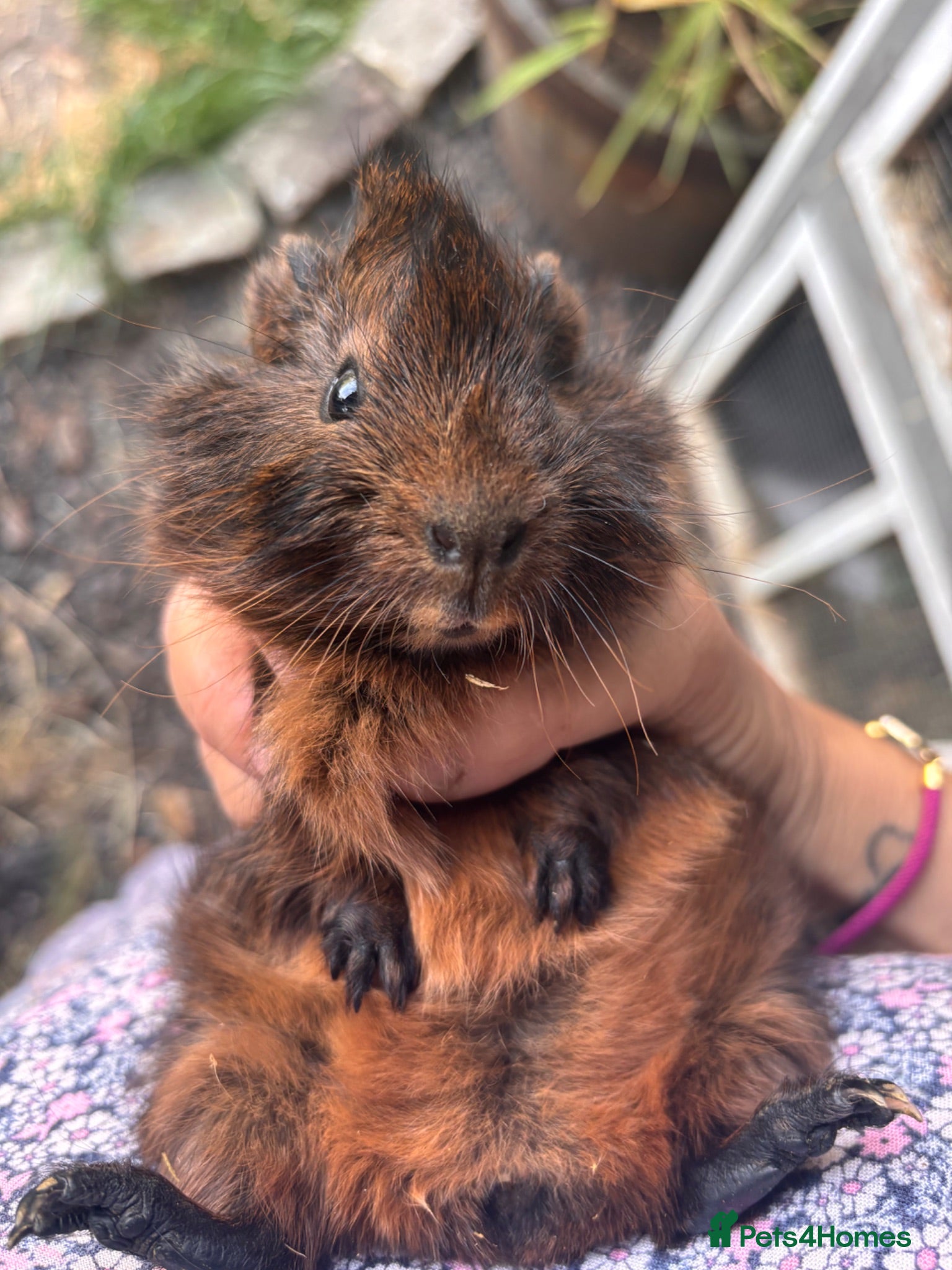 Guinea Pig rodents Guinea Pig Boars   - Advert 2