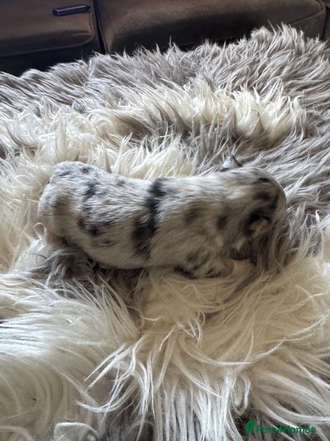 Mixed Breed dogs for sale: Pomeranian x - Image 9