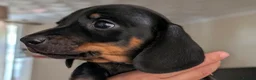 Miniature Dachshund dogs for sale: Miniature dachshund babies  - Advert 8