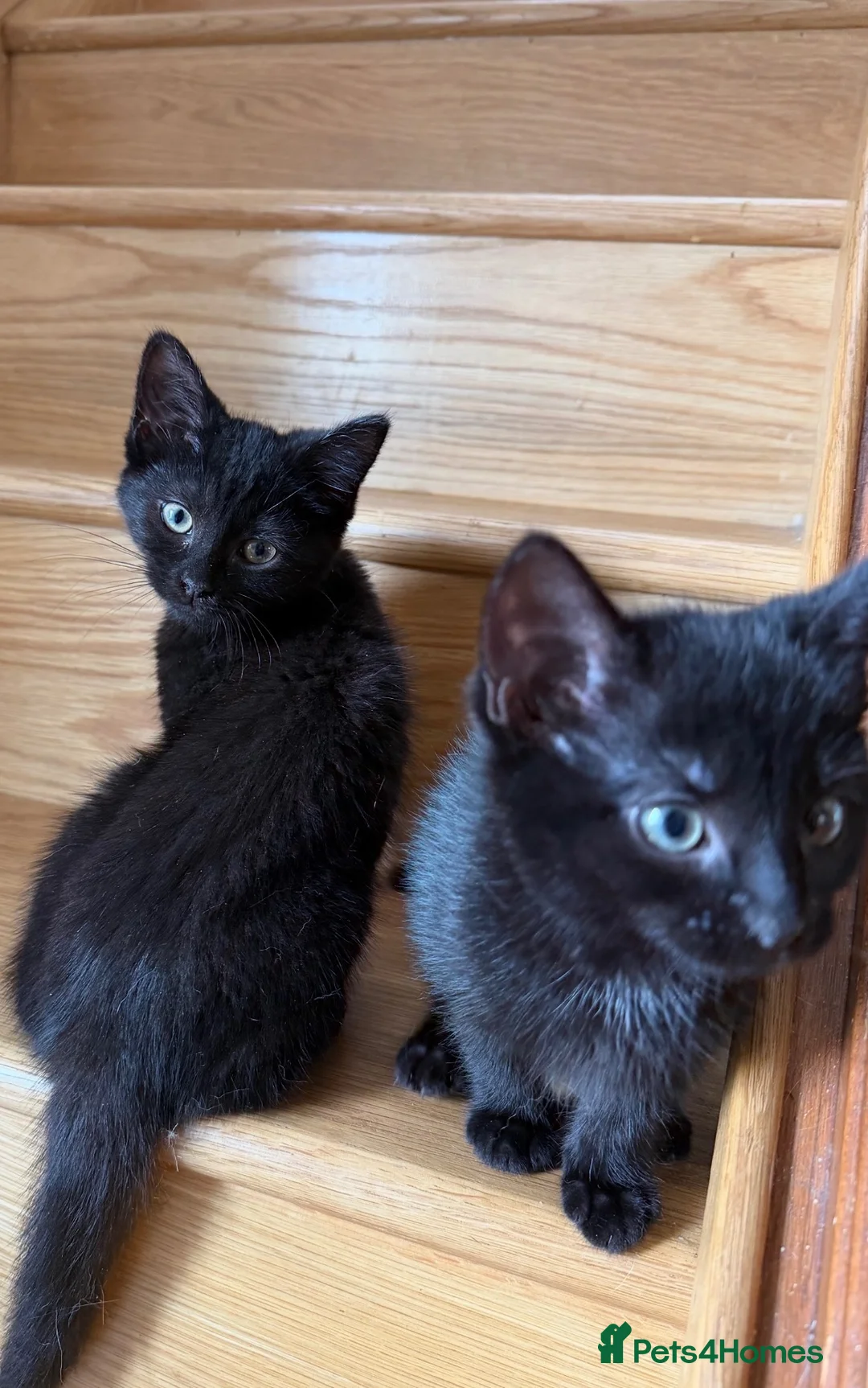 Mixed Breed cats for sale: Beautiful rescue kittens - Advert 2