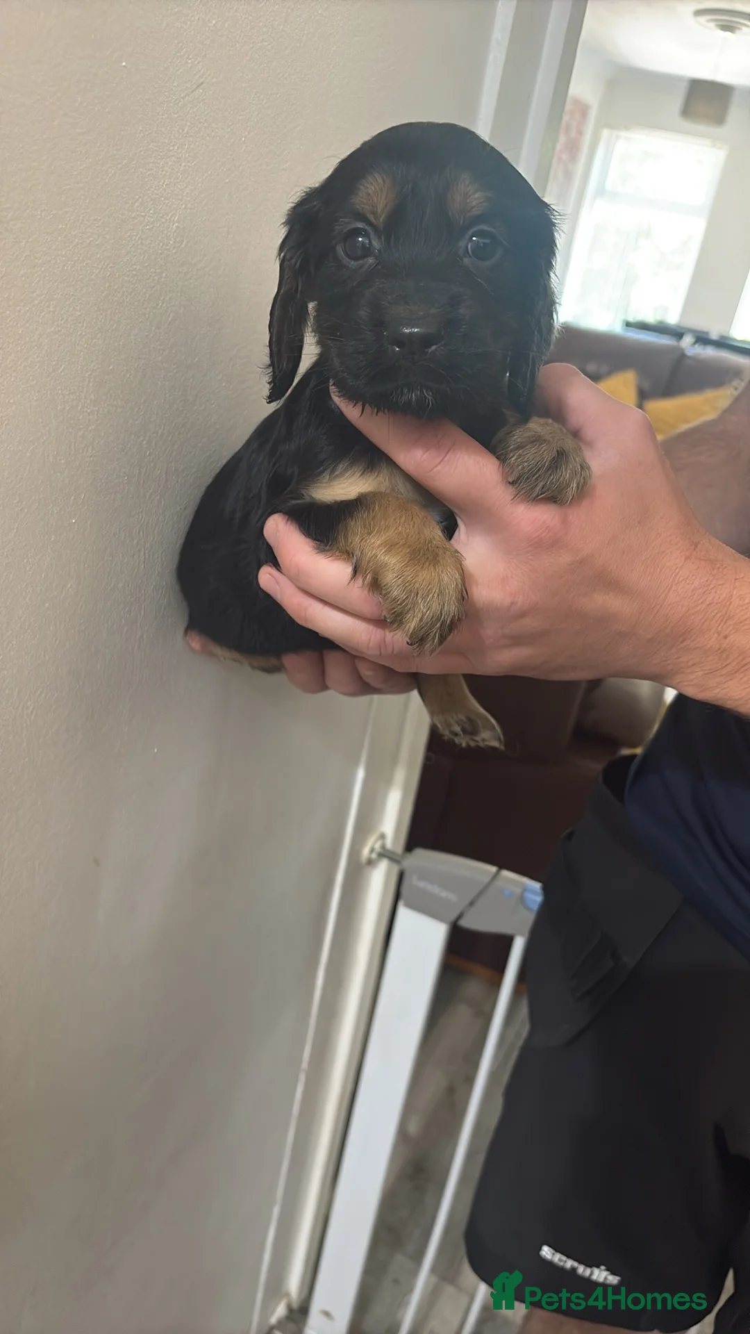 Cocker Spaniel dogs for sale: Cocker spaniel puppies  - Advert 2