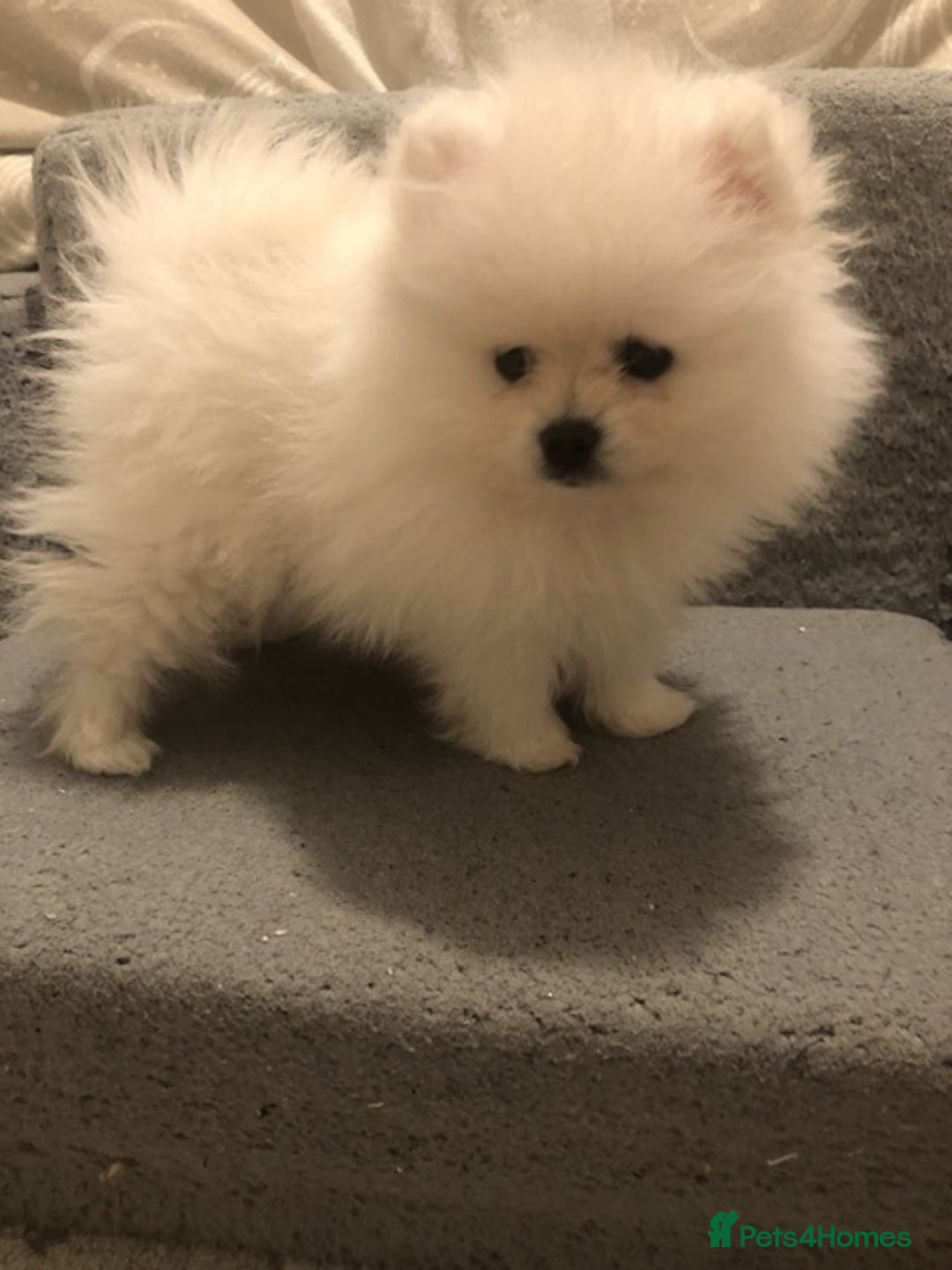 Pomeranian dogs for sale: Teddy Face , Pop Quality, Tiny BOY! - Advert 4