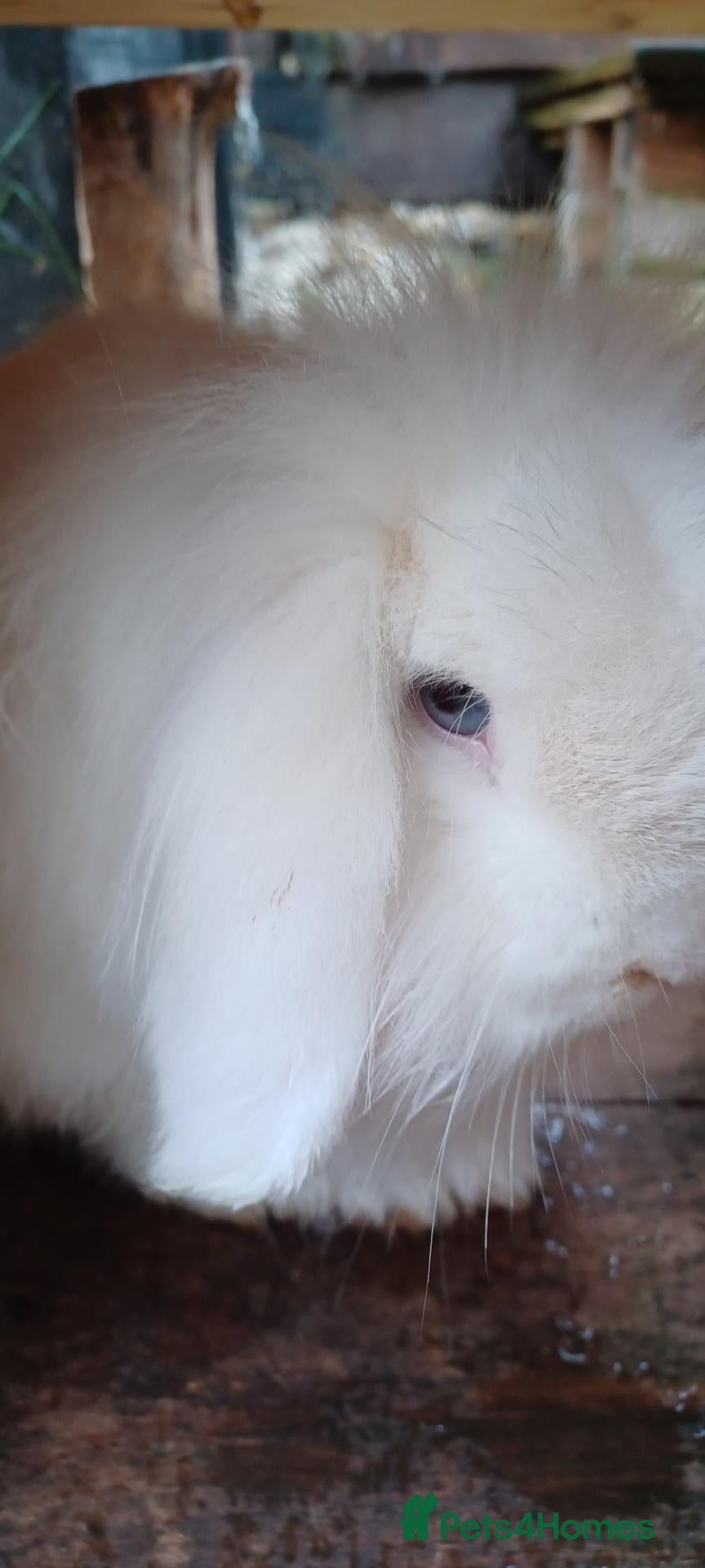 Mini Lop rabbits Mini lop. Male  - Advert 18